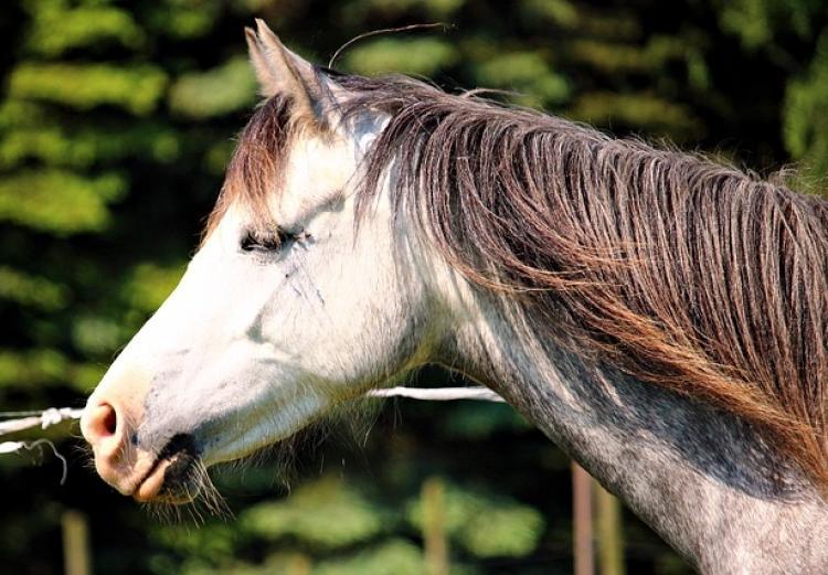 Koliken bei Welsh Ponys - Das sollte man wissen