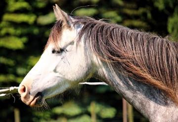 Koliken bei Welsh Ponys - Das sollte man wissen