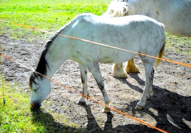 Welsh Pony Cob