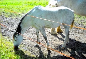 Welsh Pony Cob