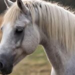 Welsh Pony